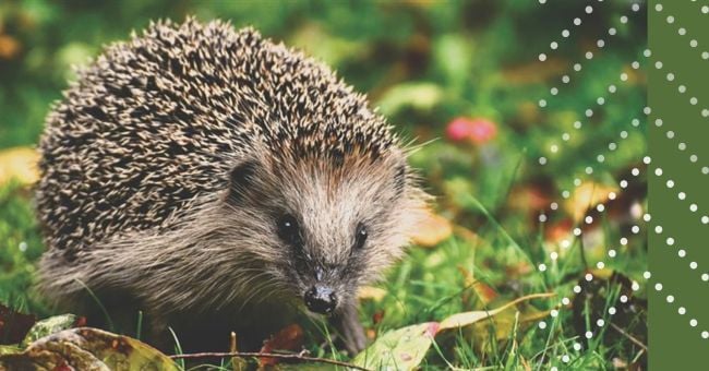 A hedgehog in the grass looking at the camera